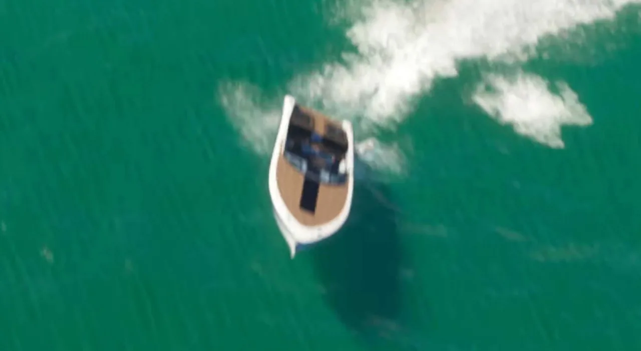 Shitzu Tropic from GTA 6