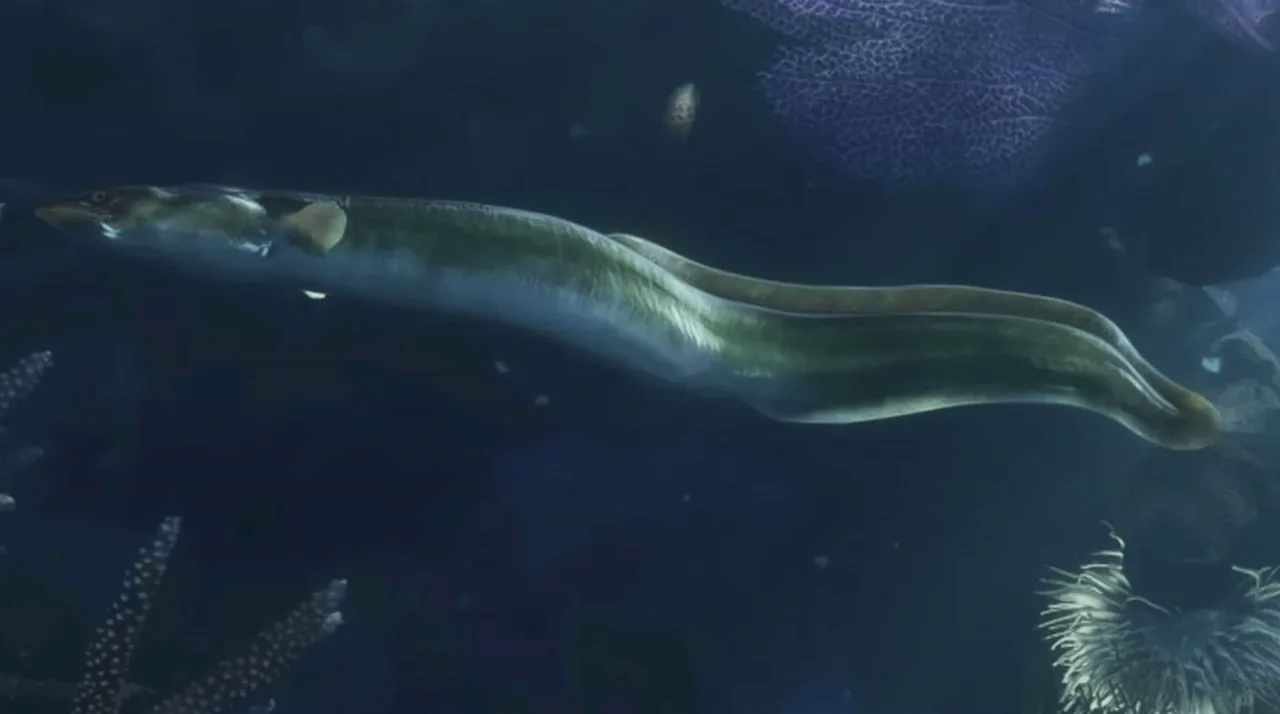 American Eel in GTA 6