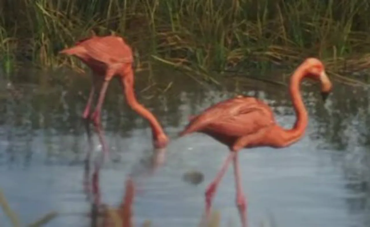 Flamingo in GTA 6