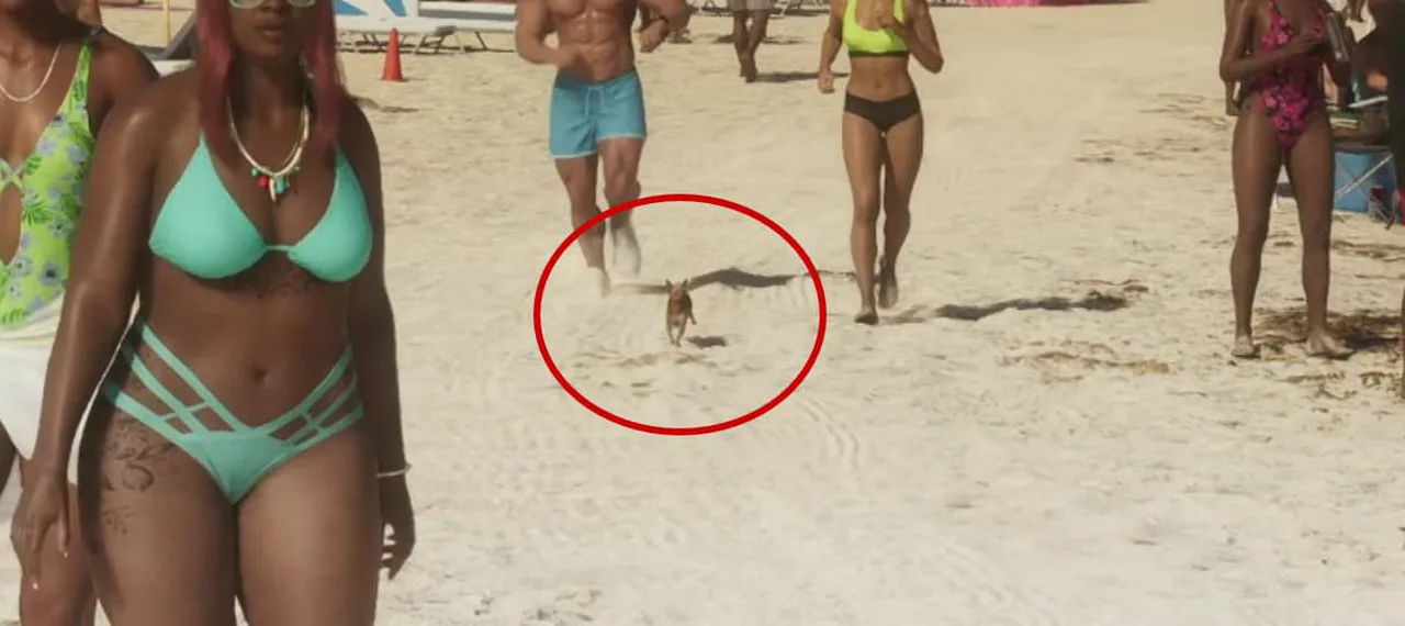 Chihuahua in GTA 6