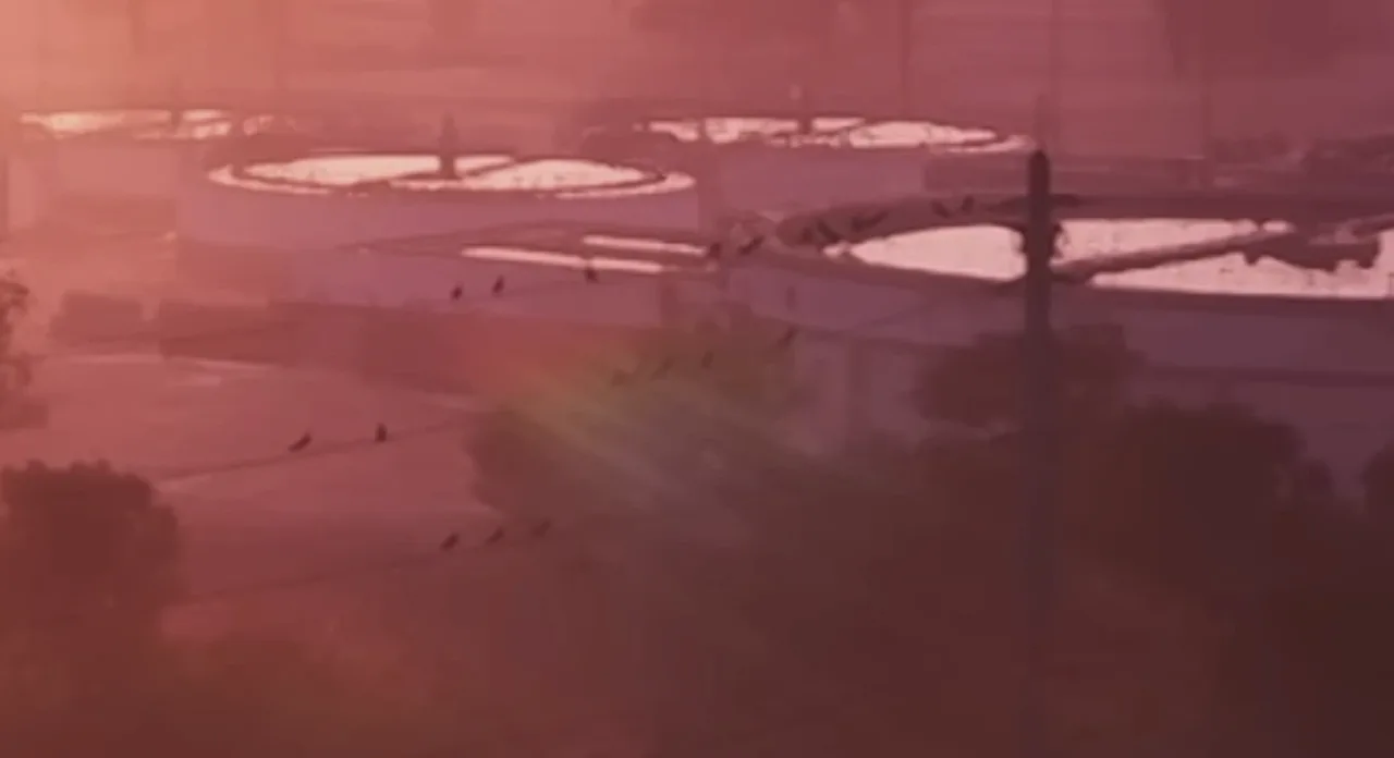 Mourning Dove in GTA 6