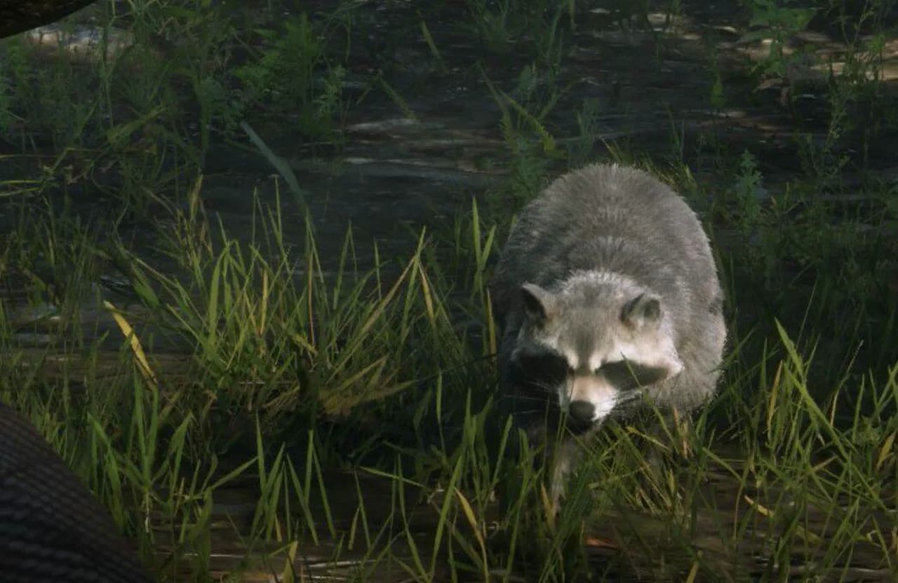 Raccoon in GTA 6
