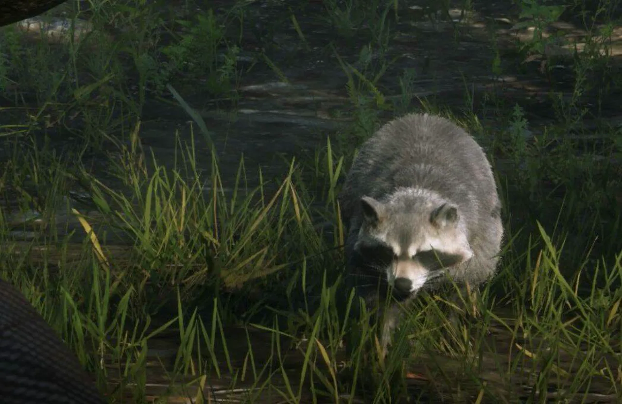 Raccoon in GTA 6