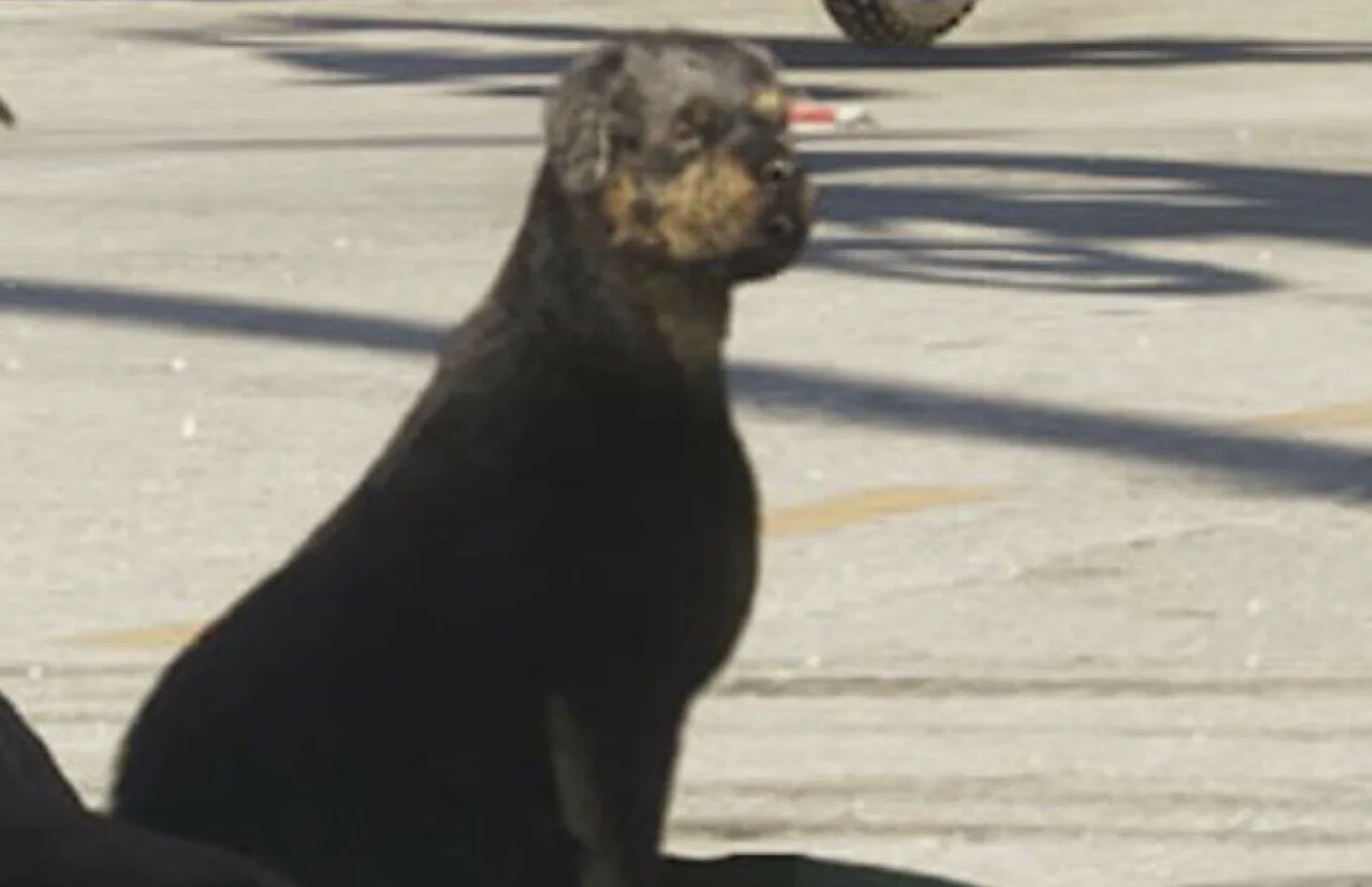 Rottweiler in GTA 6