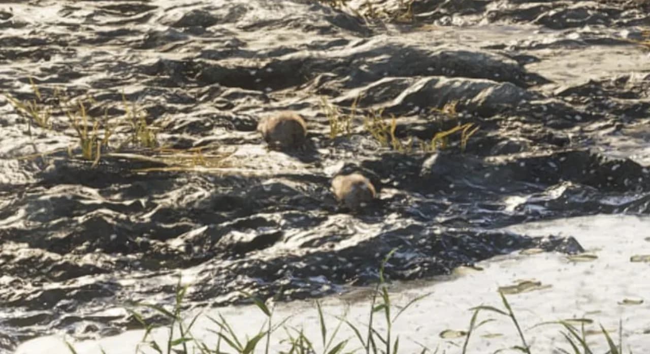 Muskrat in GTA 6