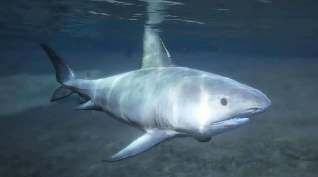 Shark in GTA 6