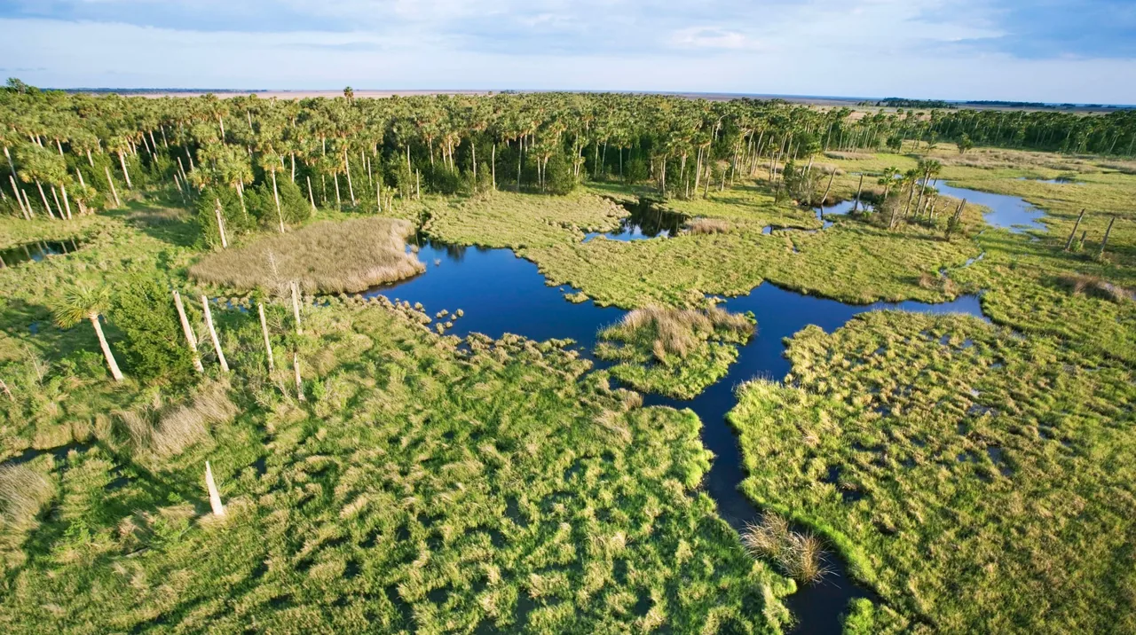 Florida Everglades