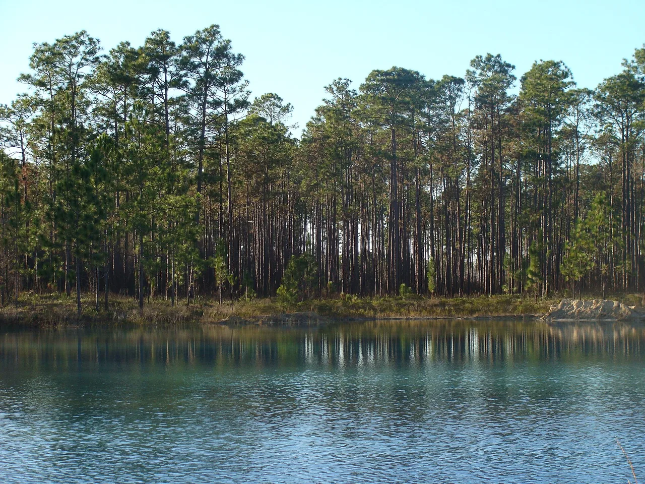 Pine flatwoods, North Florida