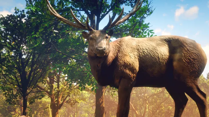 Stag among the trees