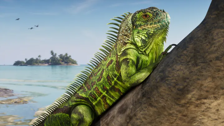 Iguana suns on the rocks