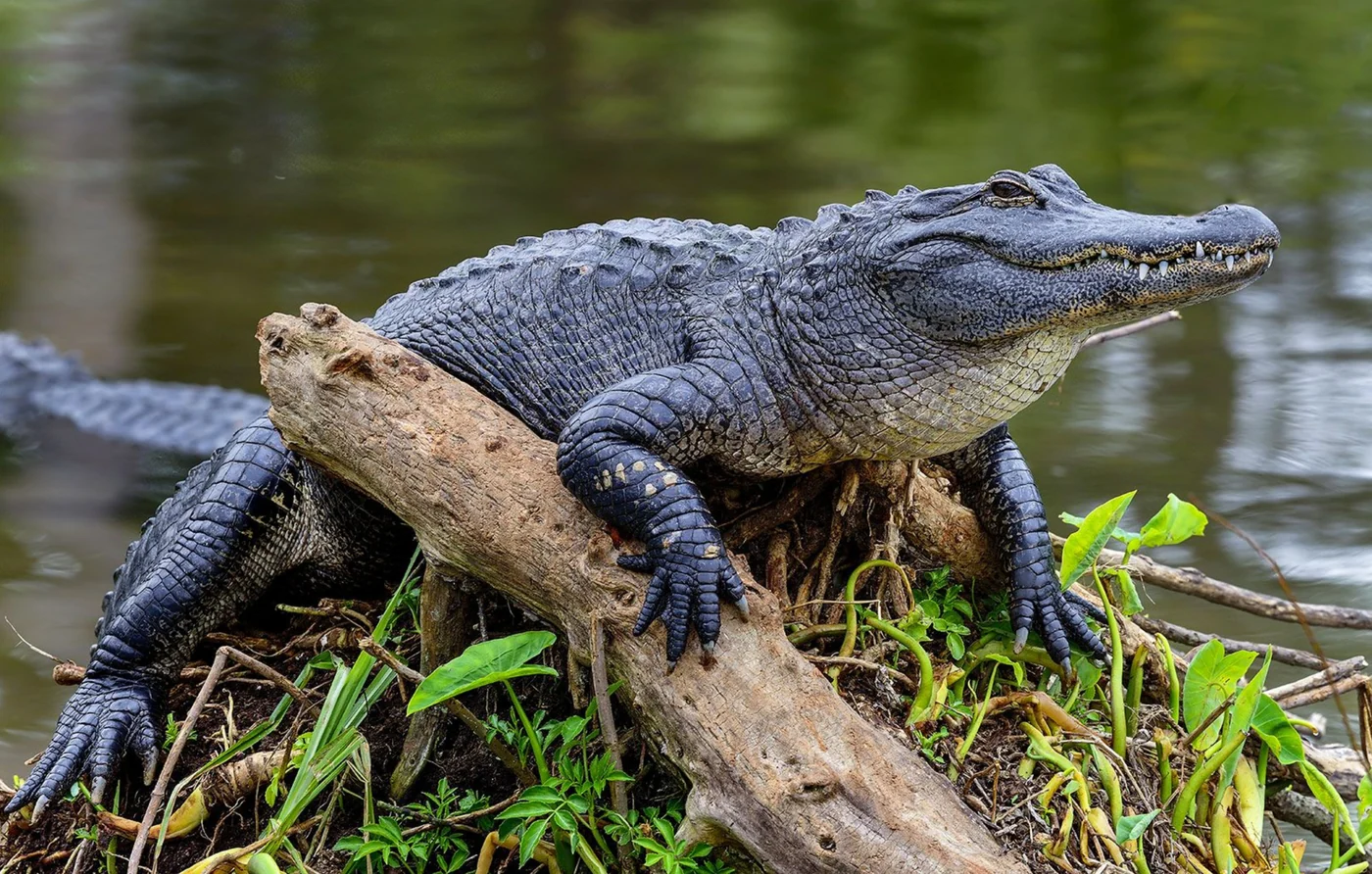 American alligator, the real-world species the GTA 6 wildlife is based on.