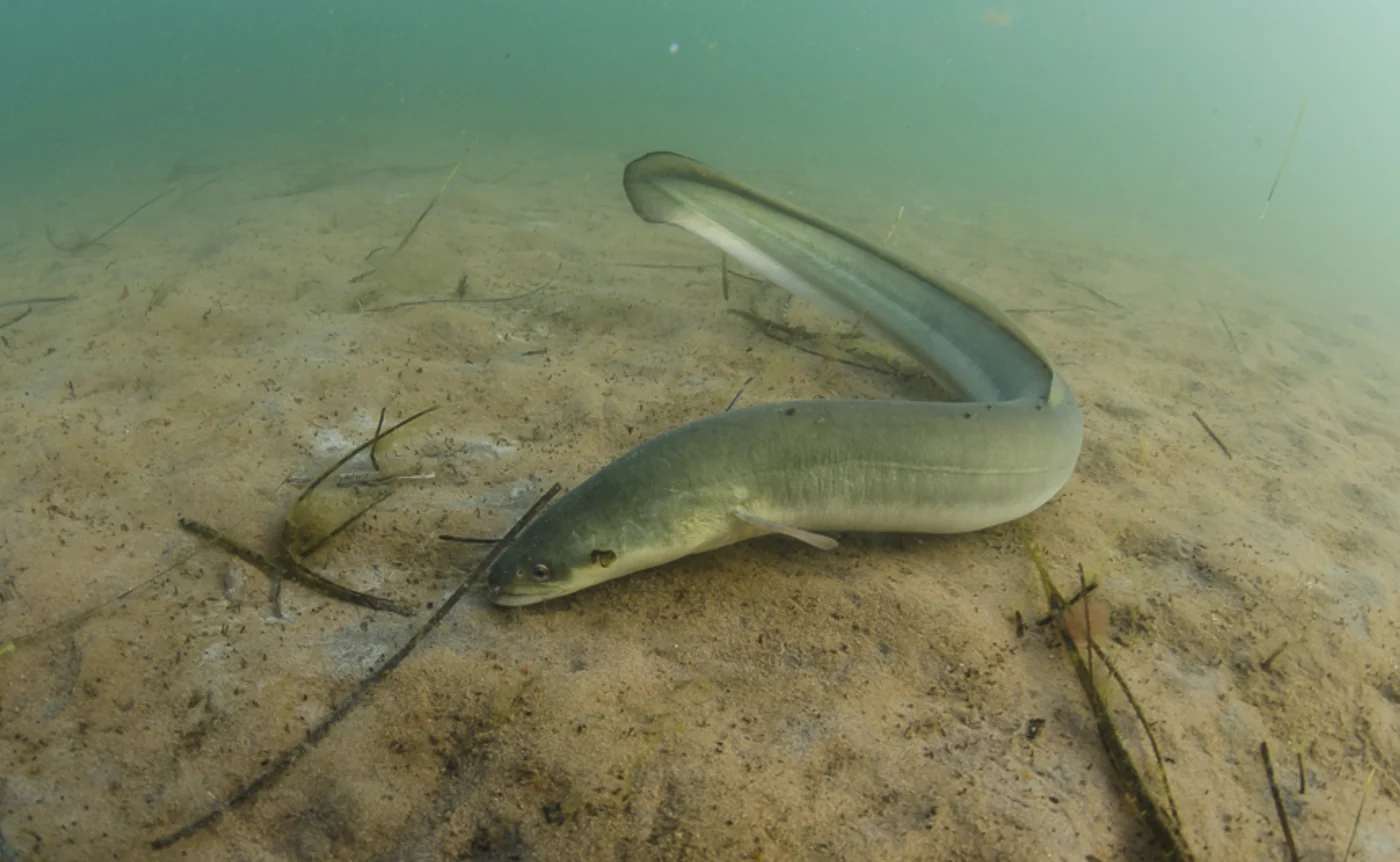 American eel, the real-world species the GTA 6 wildlife is based on.