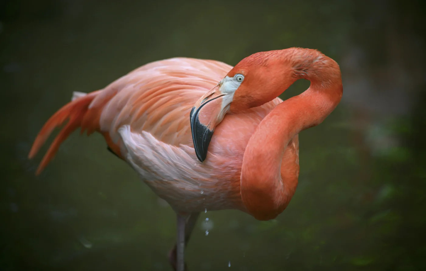 American flamingo, the real-world species the GTA 6 wildlife is based on.