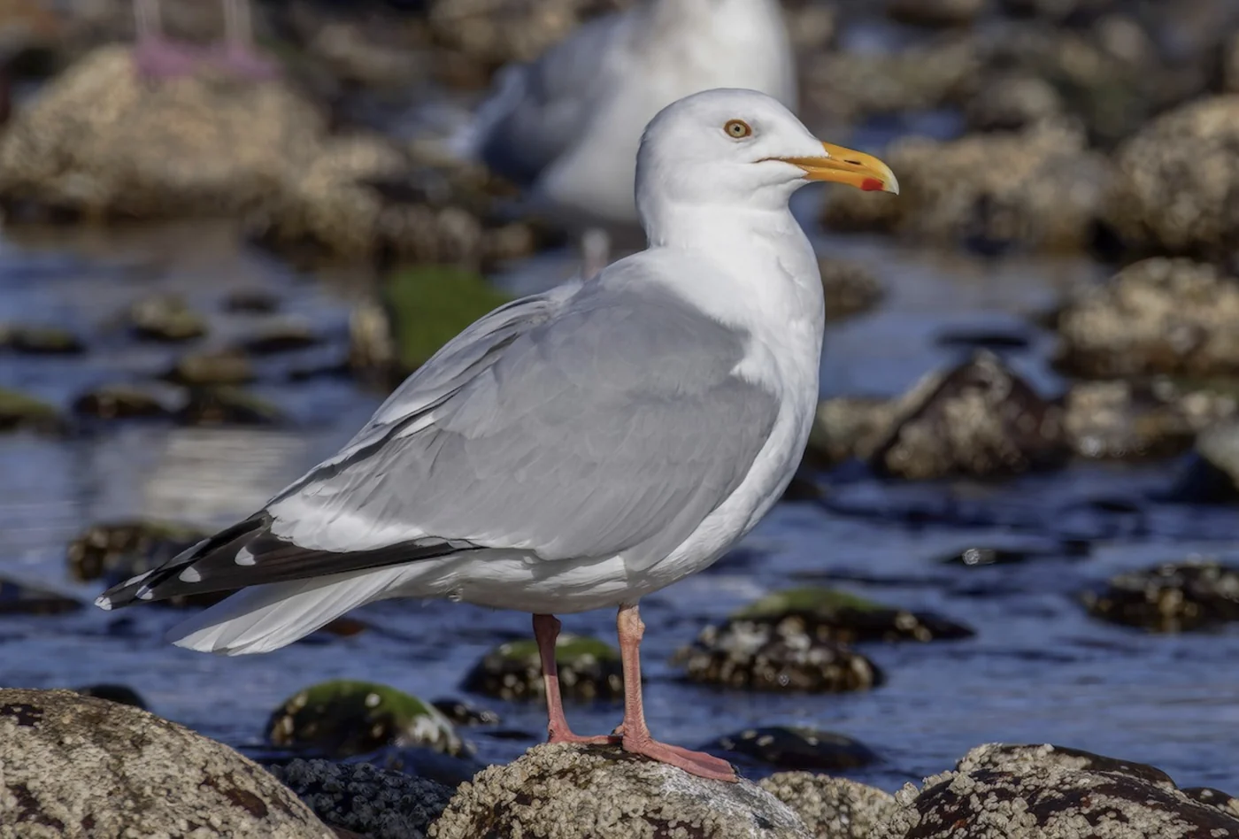 American herring gull, the real-world species the GTA 6 wildlife is based on.