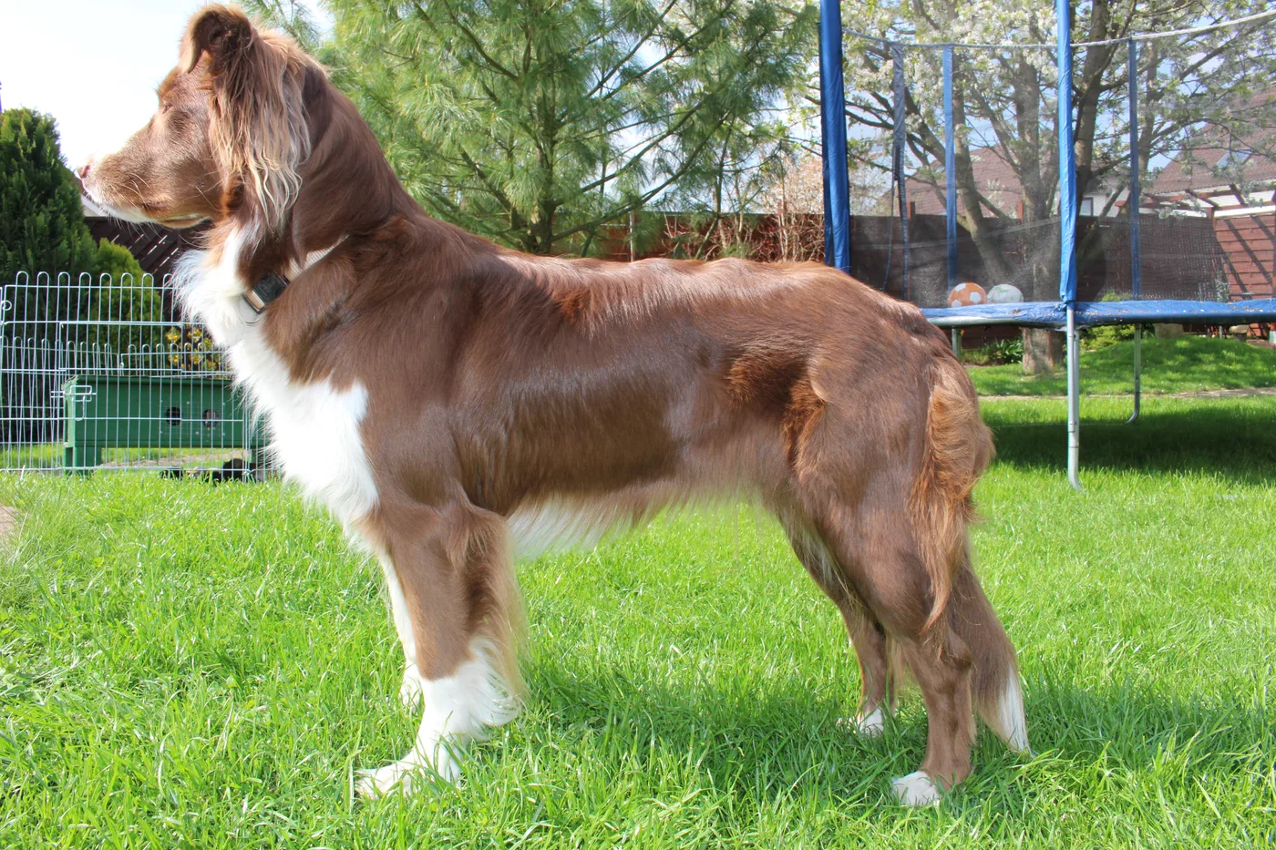 Australian Shepherd, the real-world breed the GTA 6 dog is based on.
