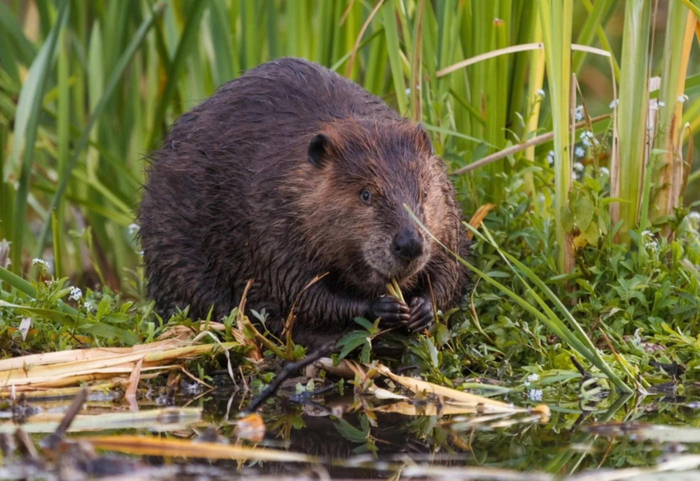 North American beaver, the real-world species the GTA 6 wildlife is based on.