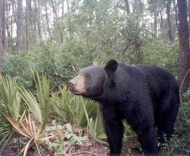 Florida black bear, the real-world species the GTA 6 wildlife is based on.