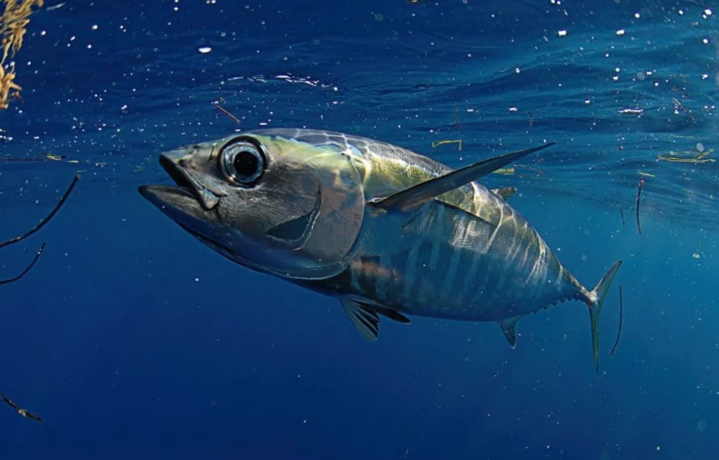 blackfin tuna, the real-world species the GTA 6 wildlife is based on.