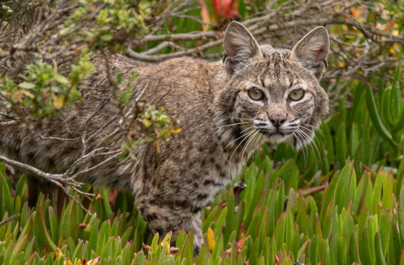 bobcat, the real-world species the GTA 6 wildlife is based on.
