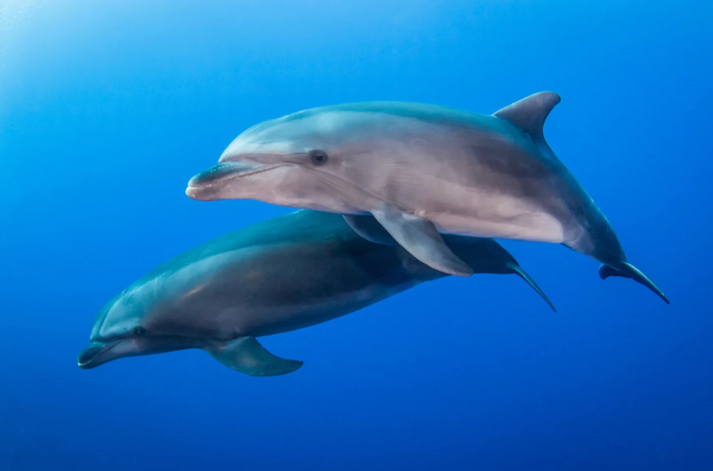 bottlenose dolphin, the real-world species the GTA 6 wildlife is based on.
