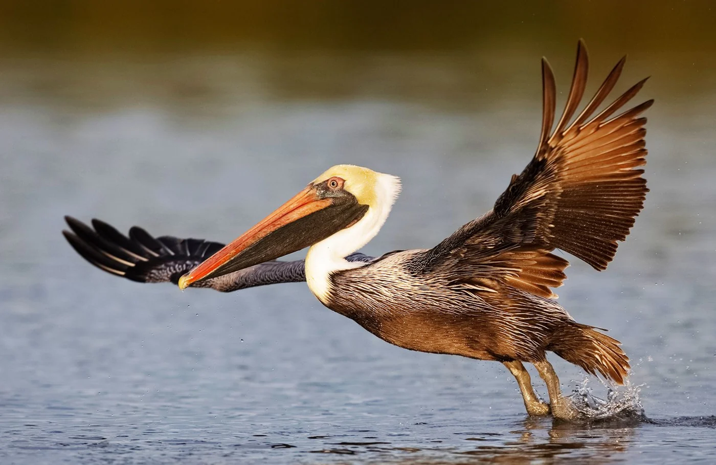 brown pelican, the real-world species the GTA 6 wildlife is based on.