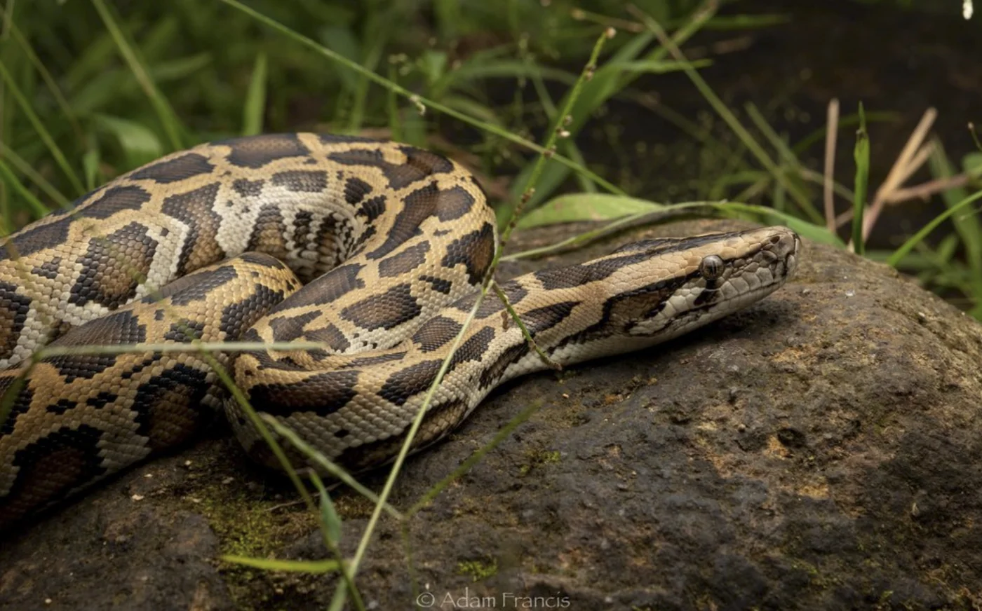 Burmese python, the real-world species the GTA 6 wildlife is based on.