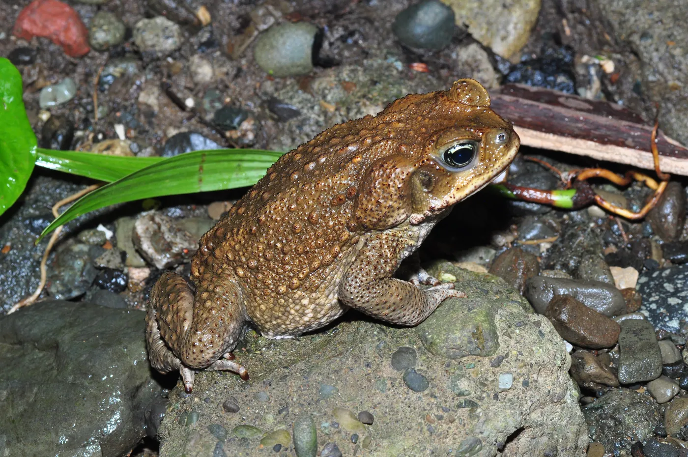 cane toad, the real-world species the GTA 6 wildlife is based on.