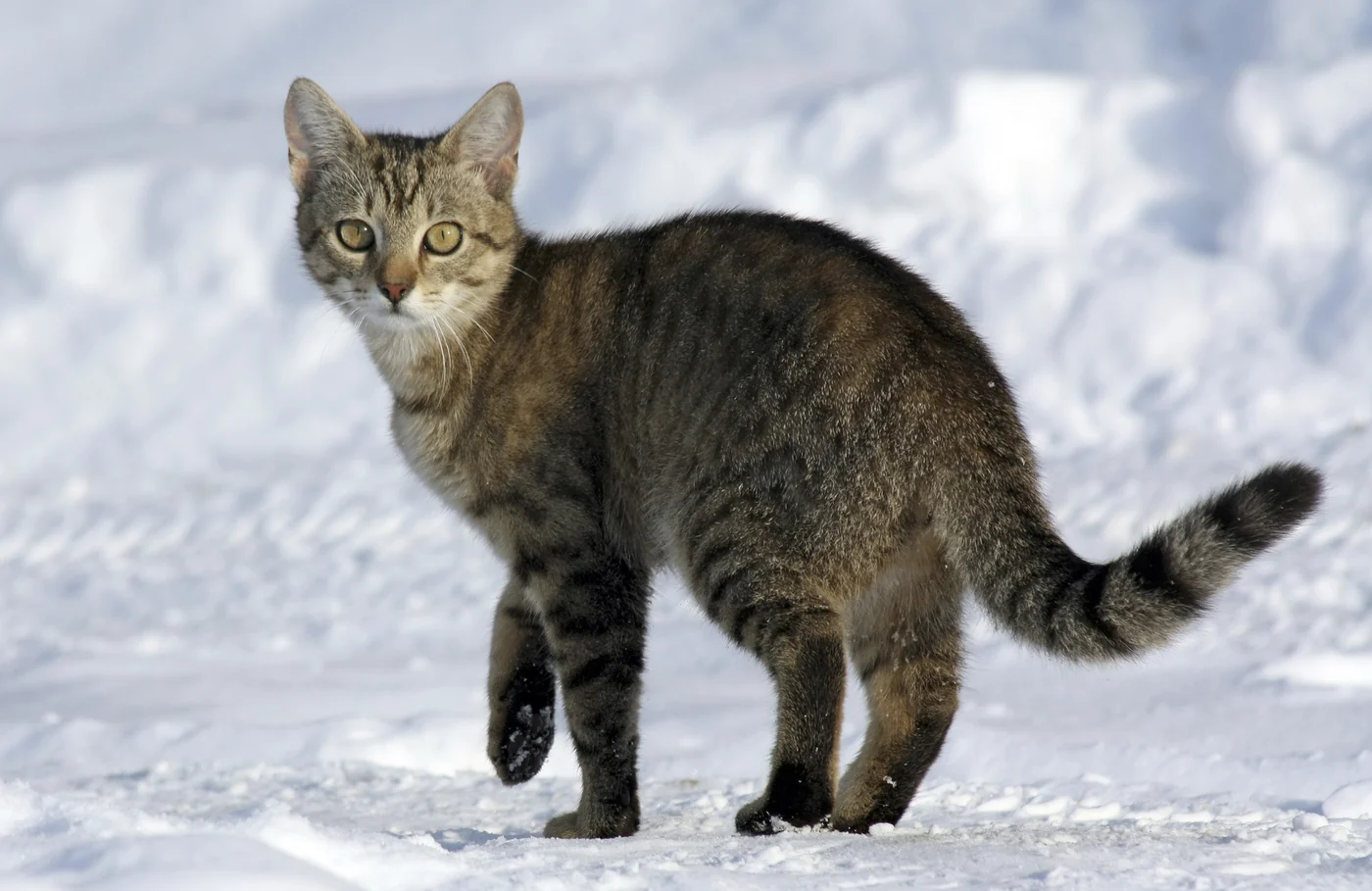 domestic cat, the real-world species the GTA 6 wildlife is based on.