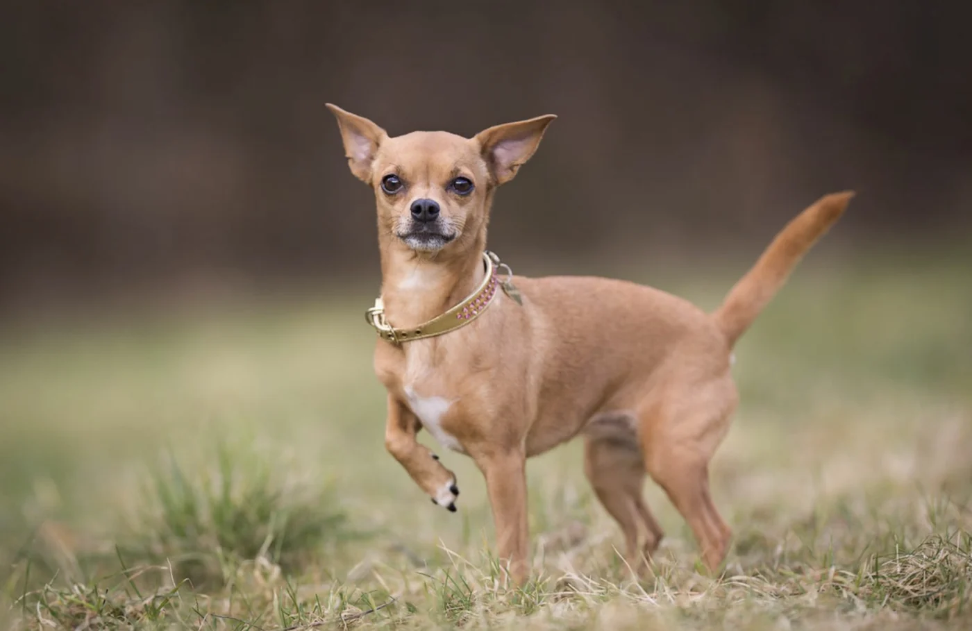 Chihuahua dog, the real-world species the GTA 6 wildlife is based on.