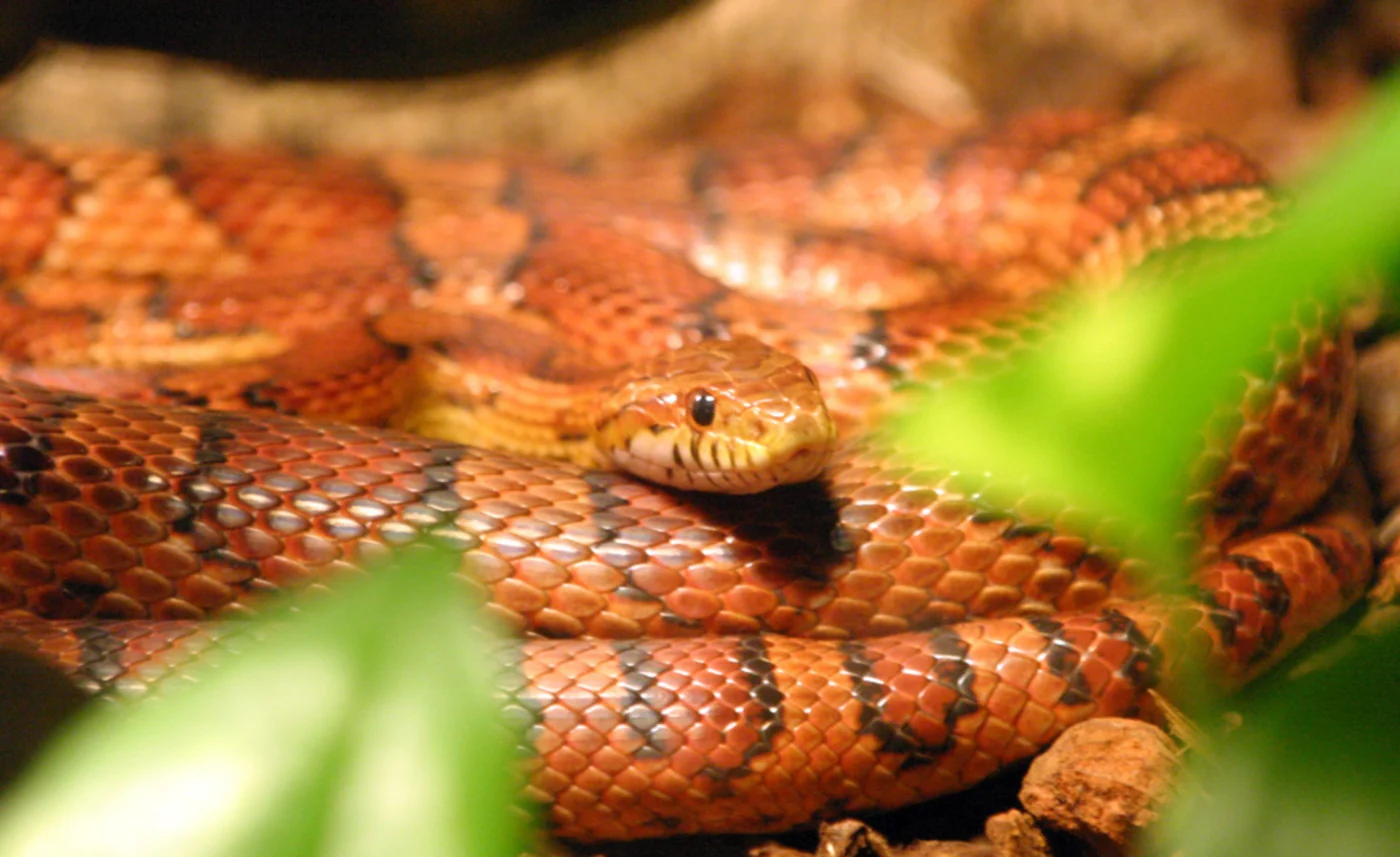 corn snake, the real-world species the GTA 6 wildlife is based on.