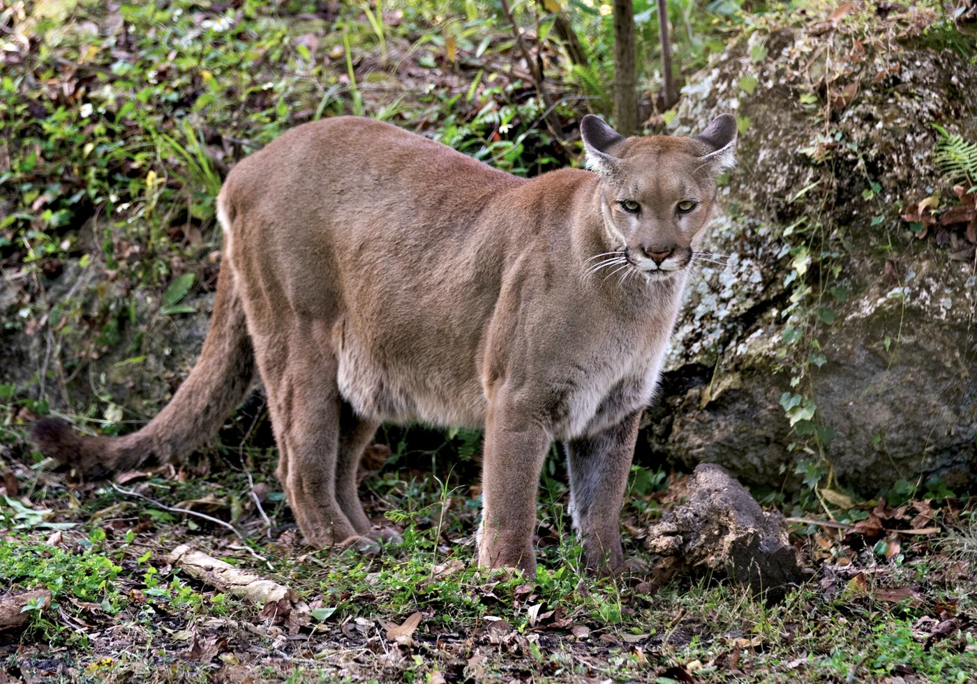 cougar / Florida panther, the real-world species the GTA 6 wildlife is based on.