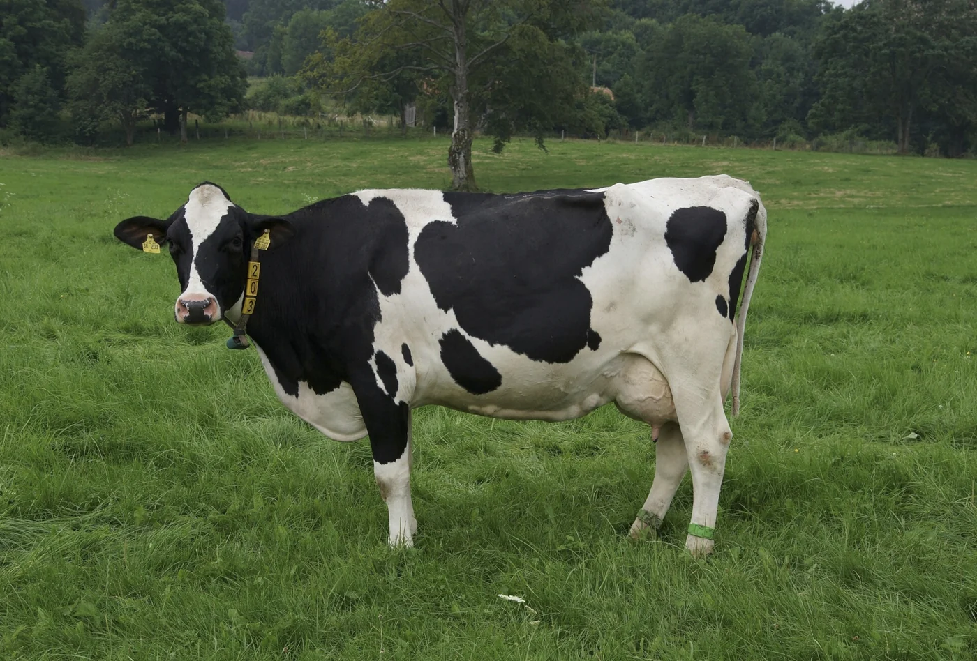 domestic cattle, the real-world species the GTA 6 wildlife is based on.