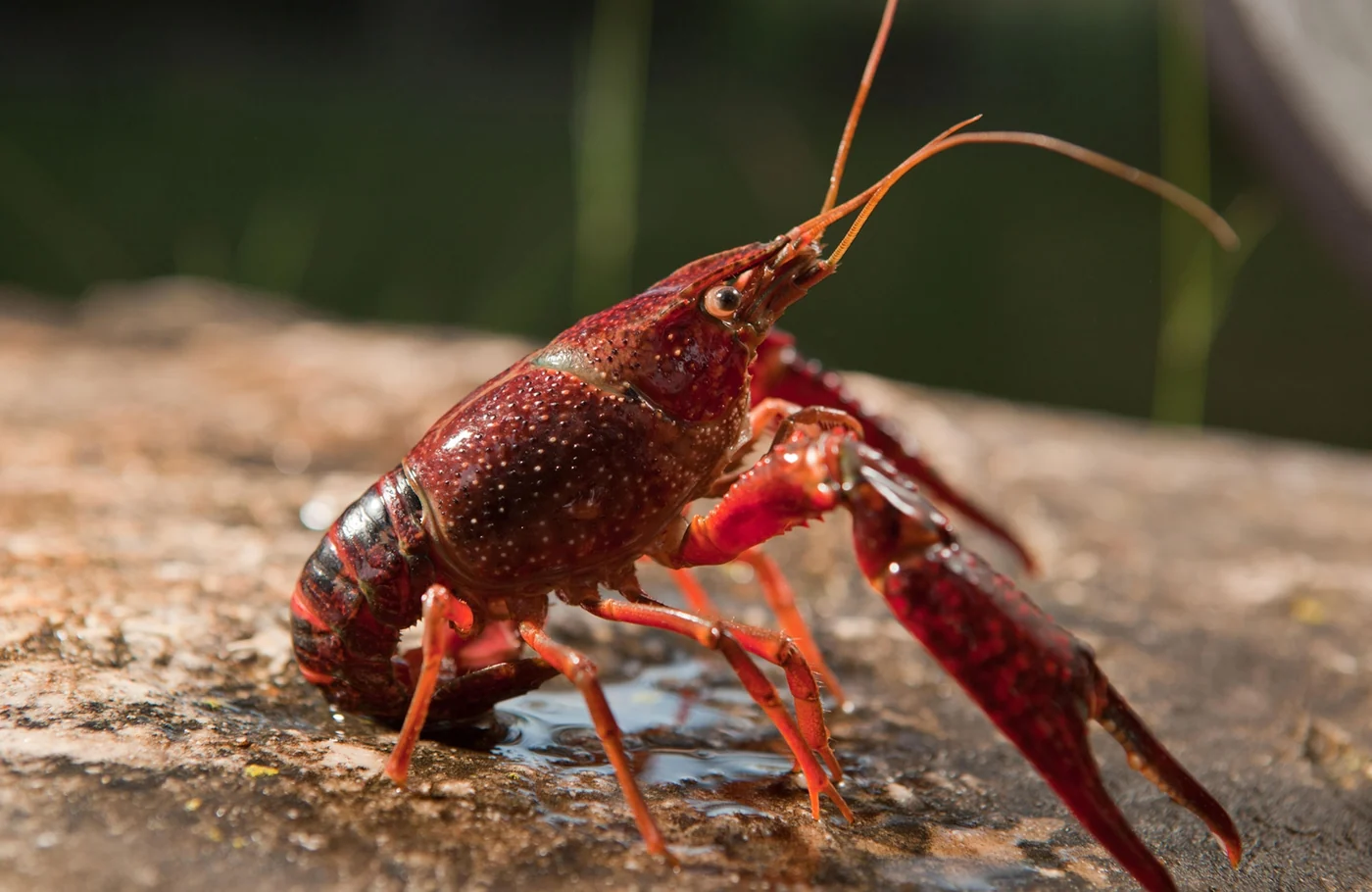 crayfish, the real-world species the GTA 6 wildlife is based on.