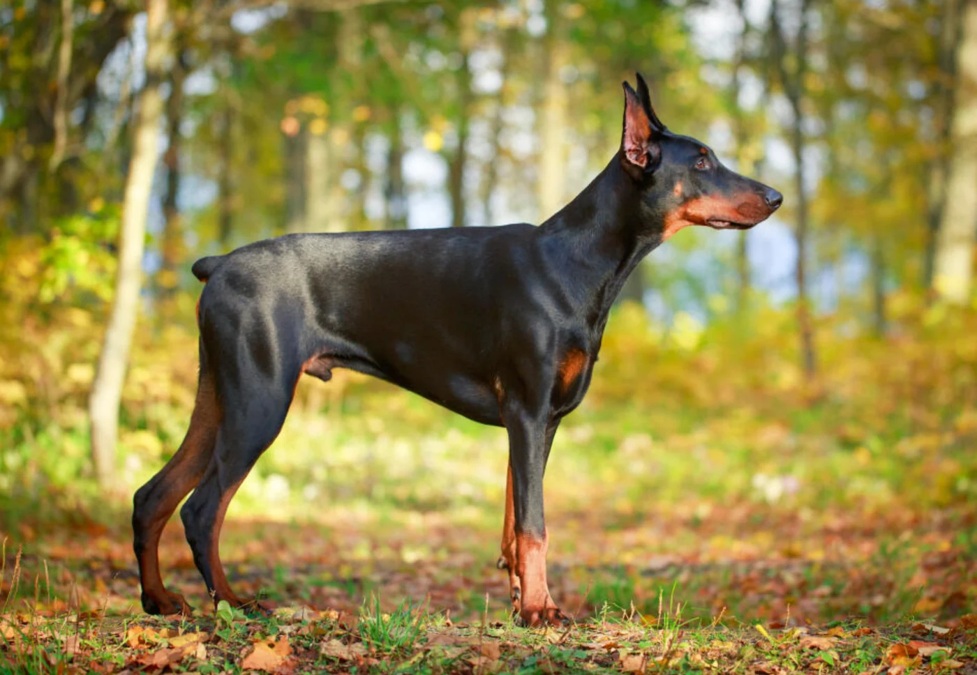 Doberman Pinscher, the real-world species the GTA 6 wildlife is based on.