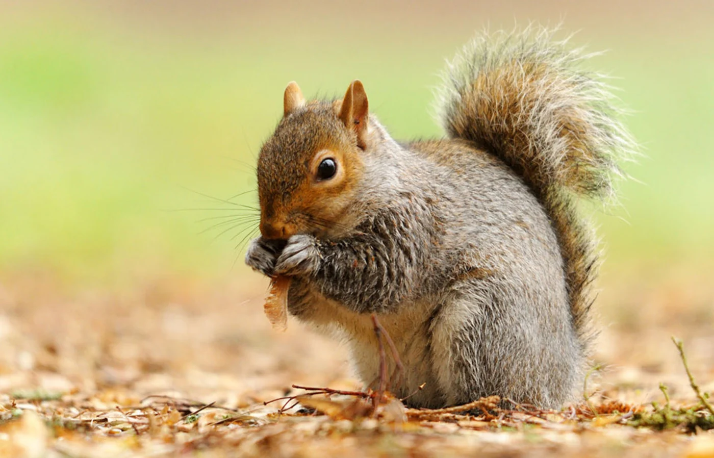 eastern gray squirrel, the real-world species the GTA 6 wildlife is based on.