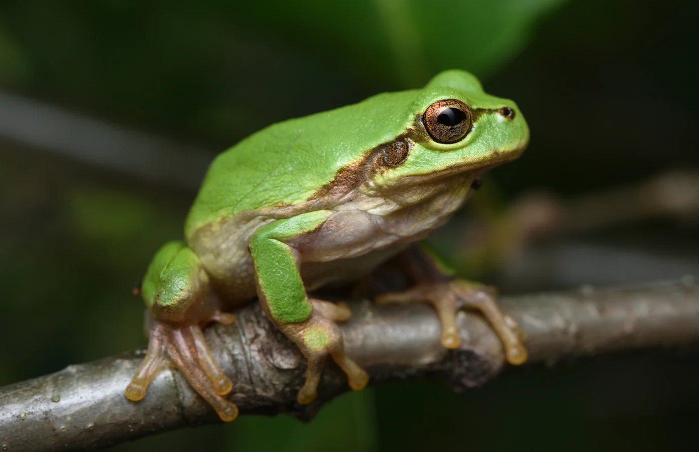 frog, the real-world species the GTA 6 wildlife is based on.