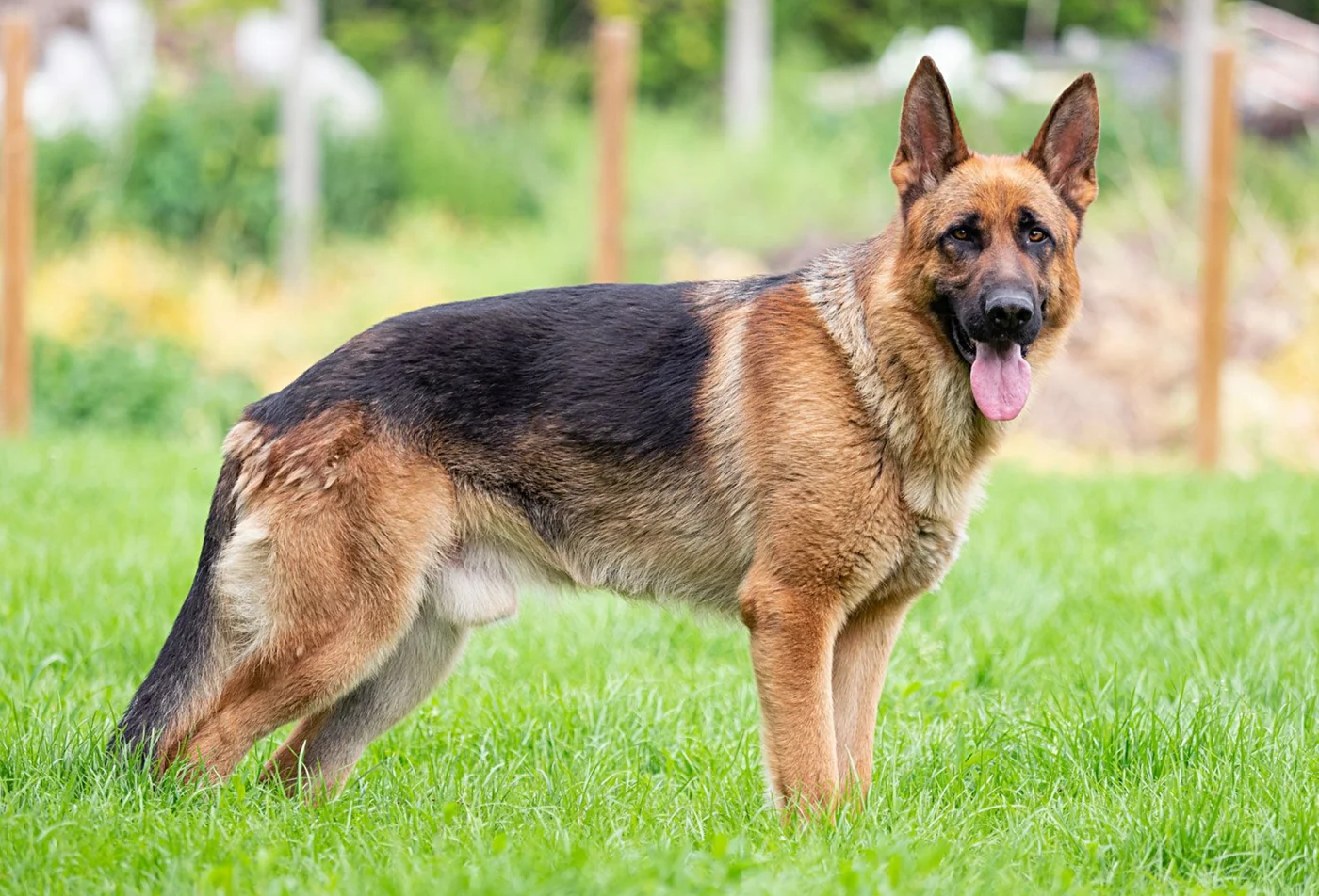 German Shepherd dog, the real-world species the GTA 6 wildlife is based on.