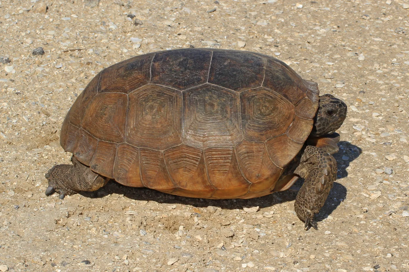 gopher tortoise, the real-world species the GTA 6 wildlife is based on.