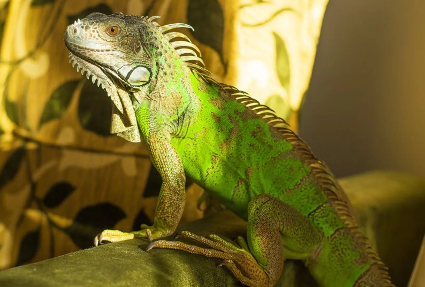green iguana, the real-world species the GTA 6 wildlife is based on.