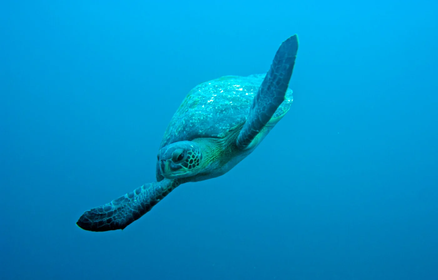 green sea turtle, the real-world species the GTA 6 wildlife is based on.