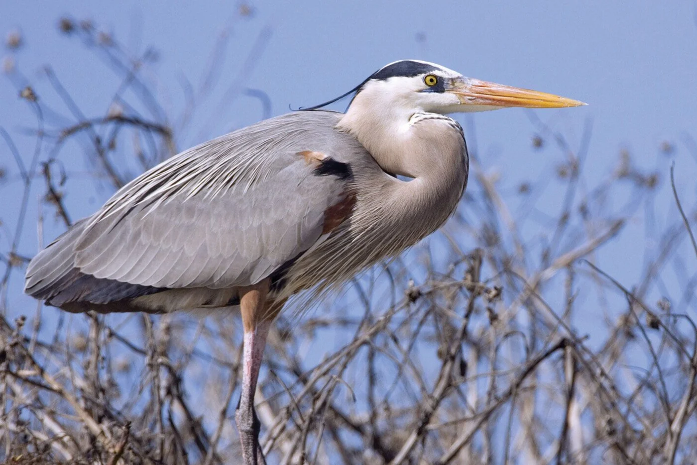 heron, the real-world species the GTA 6 wildlife is based on.