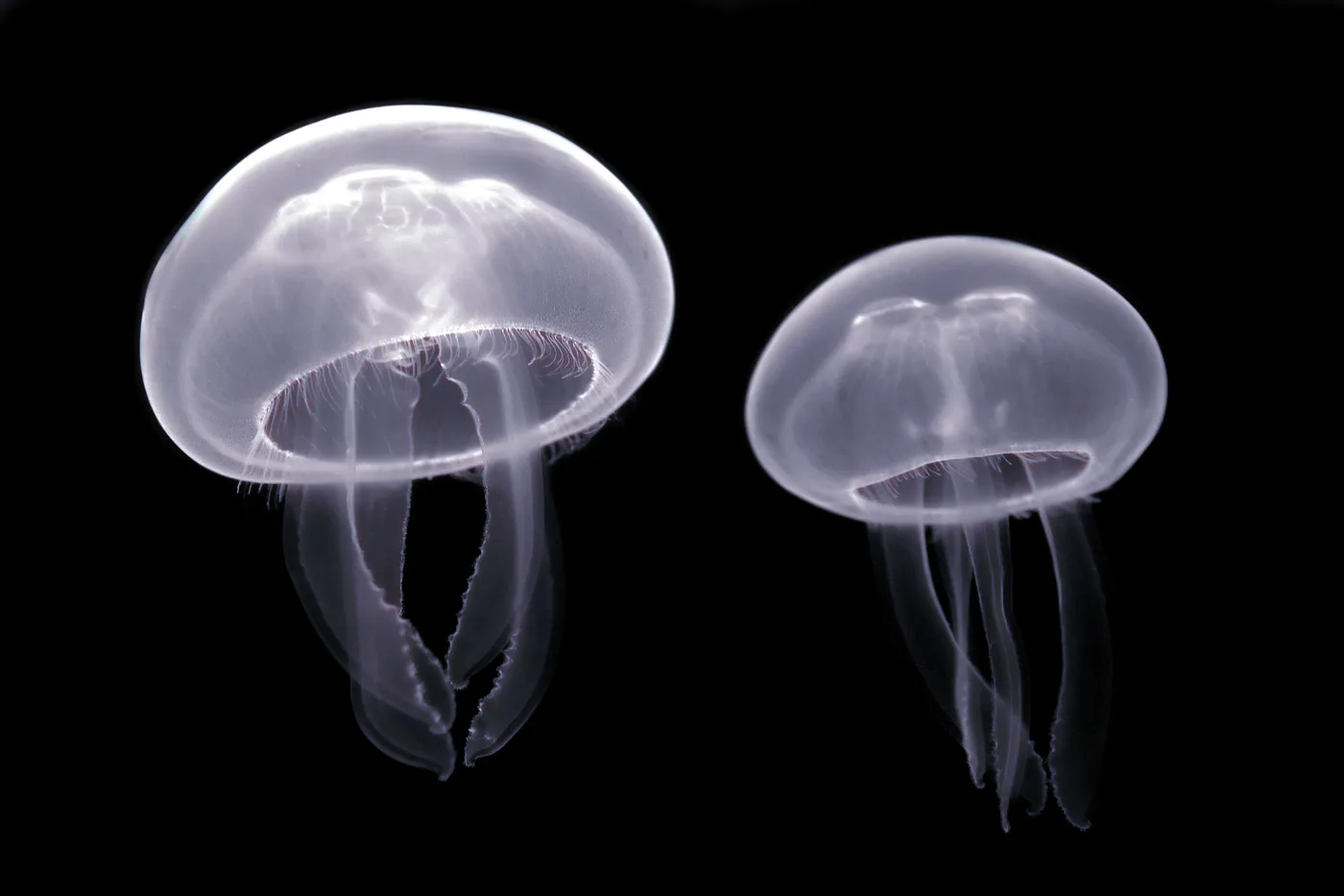 moon jellyfish, the real-world species the GTA 6 wildlife is based on.