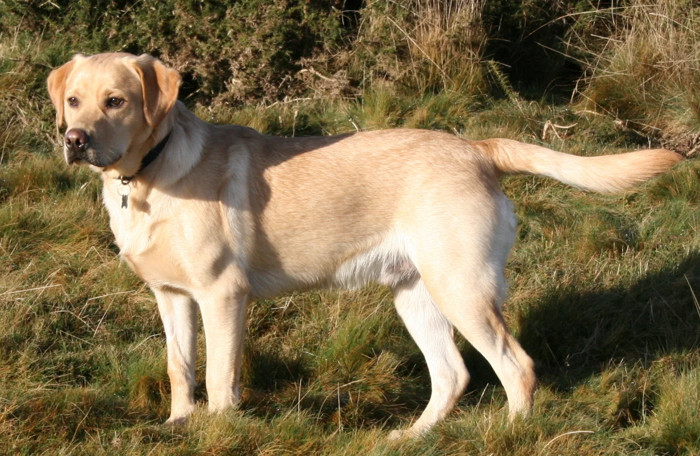Labrador Retriever, the real-world breed the GTA 6 dog is based on.