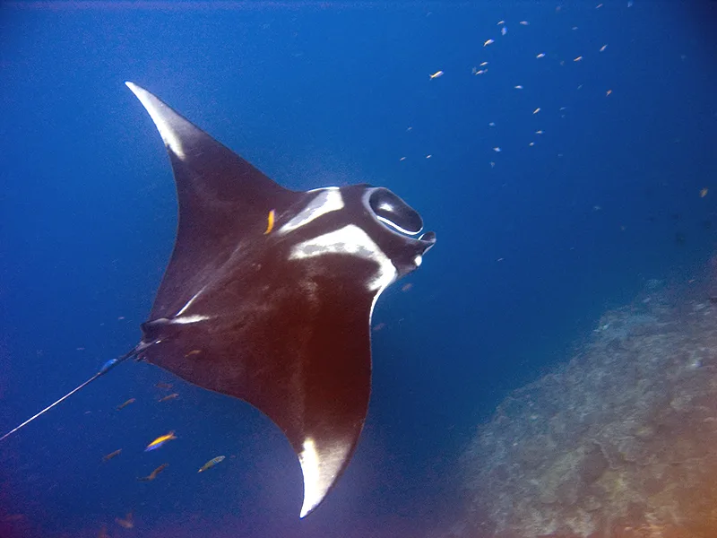 giant oceanic manta ray, the real-world species the GTA 6 wildlife is based on.