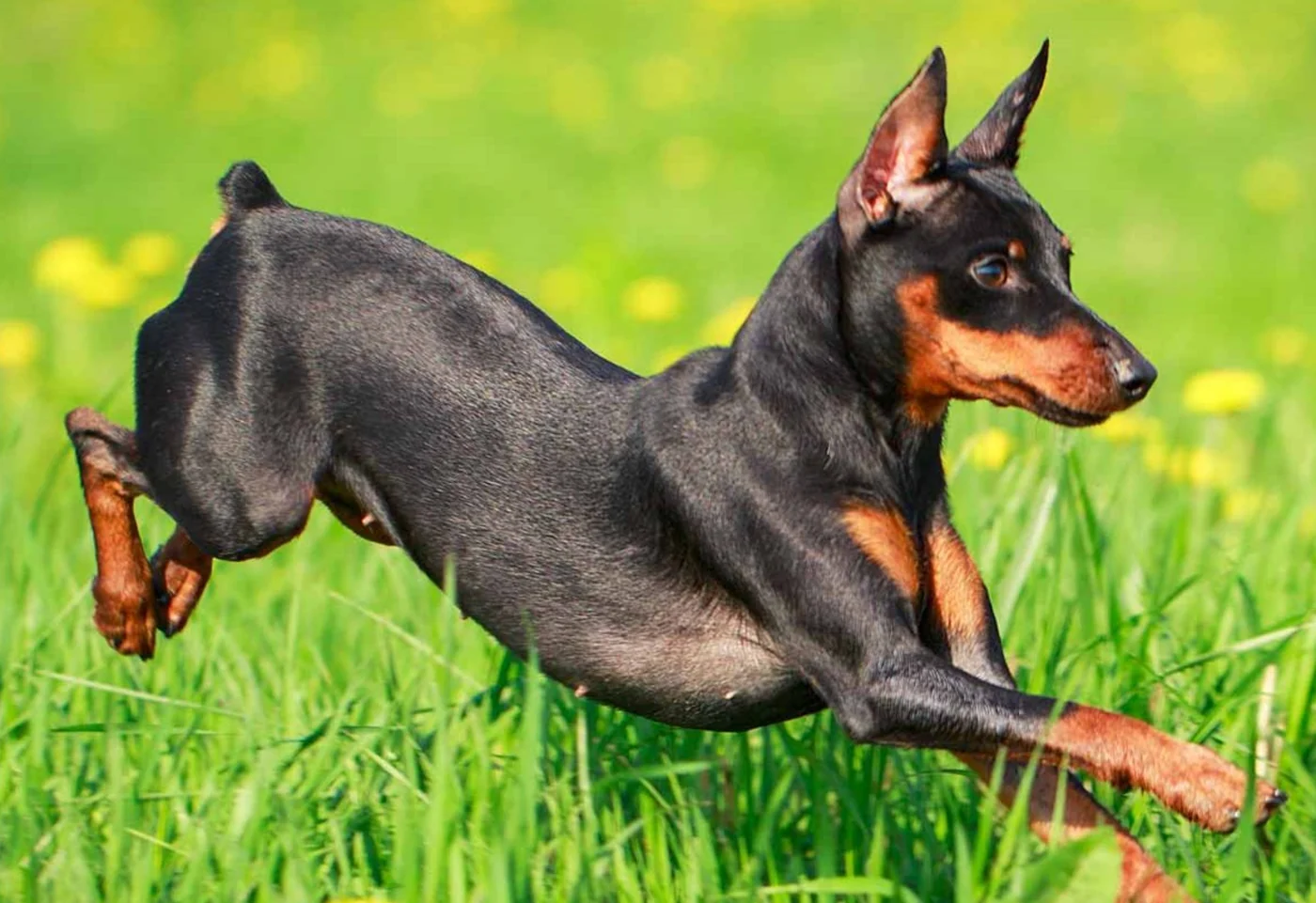 Miniature Pinscher dog, the real-world species the GTA 6 wildlife is based on.