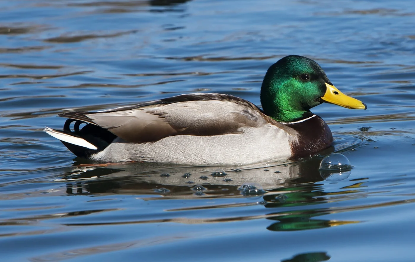 mottled duck, the real-world species the GTA 6 wildlife is based on.