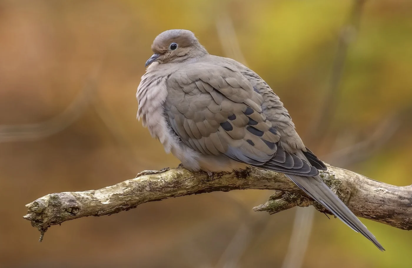 mourning dove, the real-world species the GTA 6 wildlife is based on.