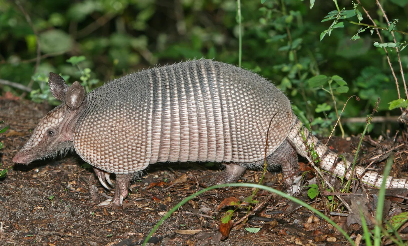 nine-banded armadillo, the real-world species the GTA 6 wildlife is based on.