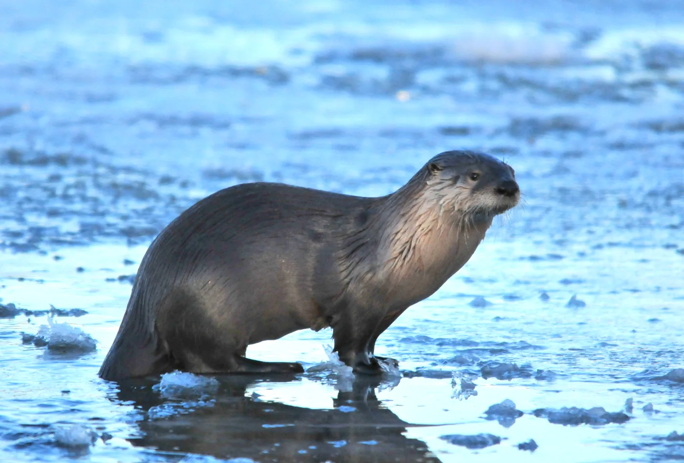 North American river otter, the real-world species the GTA 6 wildlife is based on.