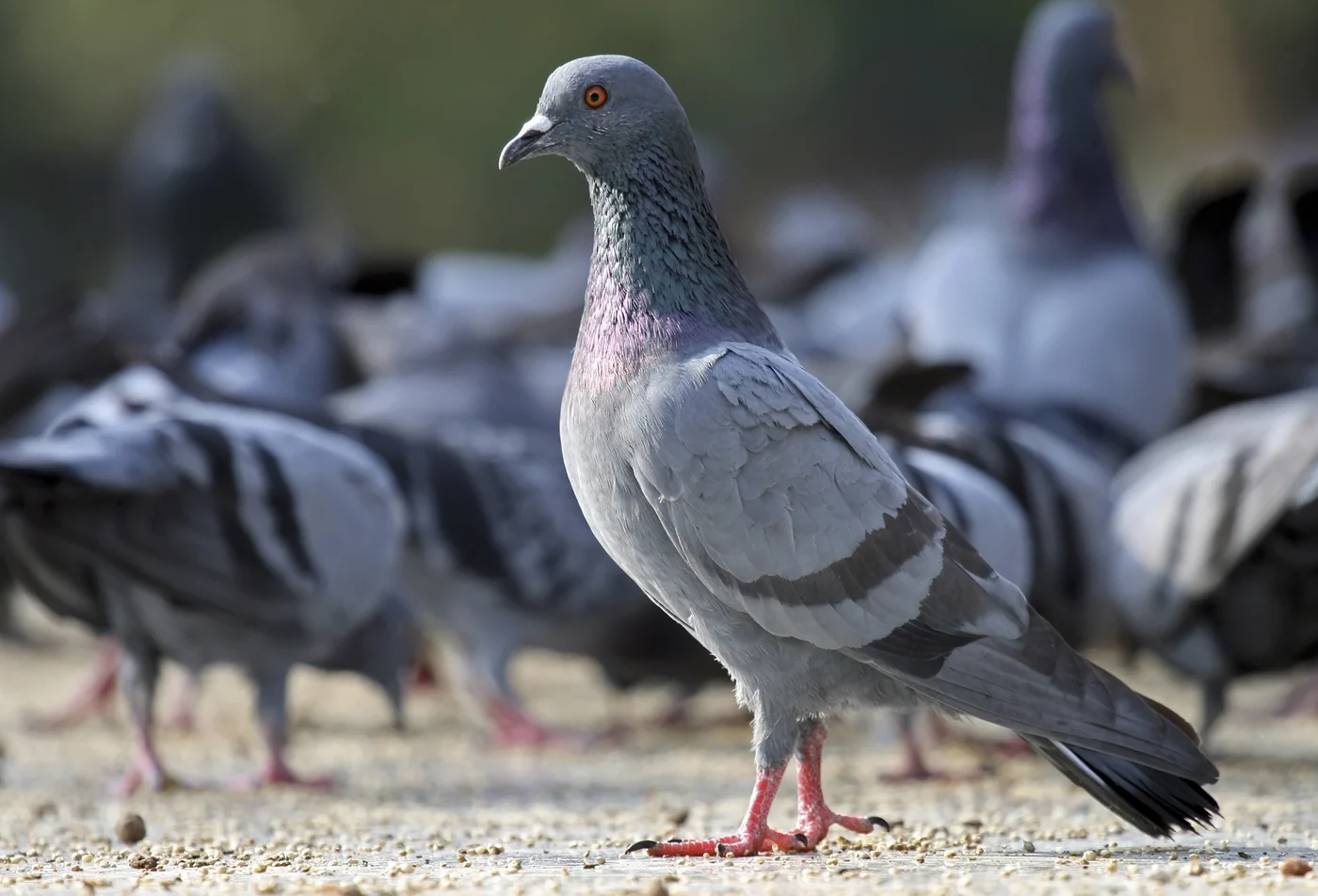 rock pigeon, the real-world species the GTA 6 wildlife is based on.